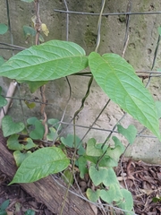Mondia whitei