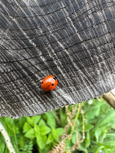 Seven-spotted Lady Beetle