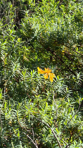 Hypericum revolutum, photograph 2