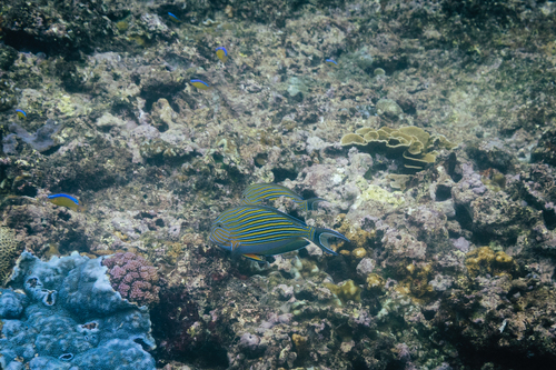 Acanthurus lineatus