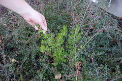 Melicytus obovatus
