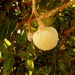 Annona reticulata - Photo (c) Azul B.M,  זכויות יוצרים חלקיות (CC BY-NC-ND), הועלה על ידי Azul B.M