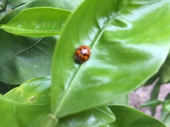 Harmonia axyridis