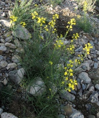 Sisymbrium polymorphum