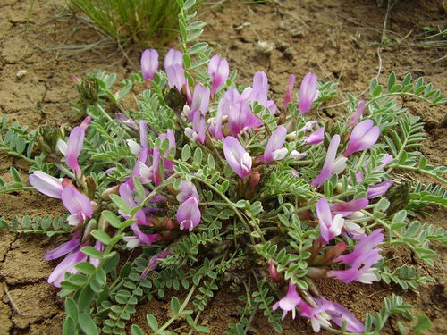 Astragalus testiculatus