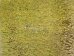 Trachemys scripta scripta