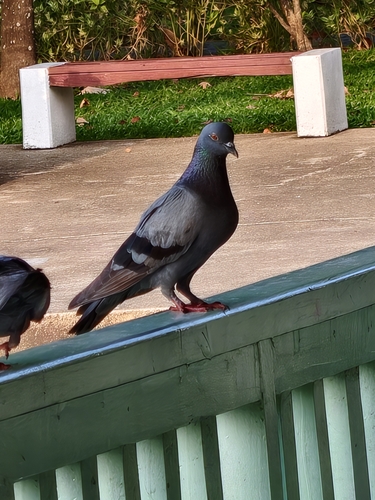 Feral Pigeon