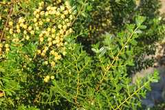 Larrea nitida