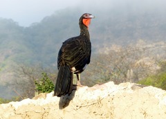 Penelope albipennis