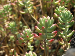 Sedum pachyphyllum