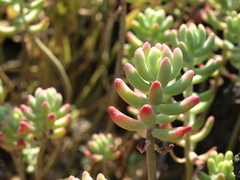 Sedum pachyphyllum