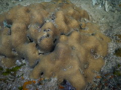 Hydnophora microconos