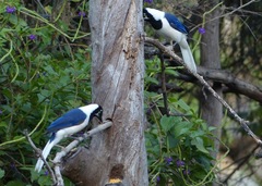 Cyanocorax mystacalis