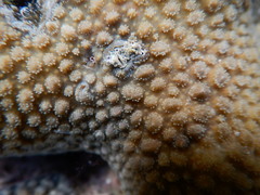 Hydnophora microconos