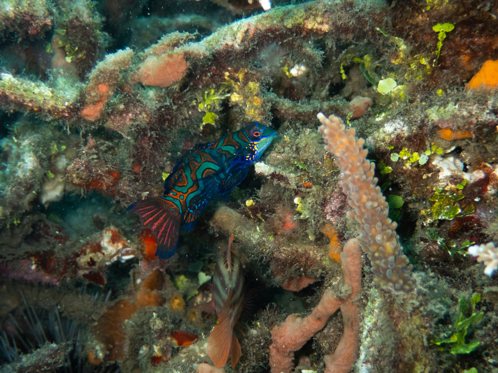 Ikan mandarin (Synchiropus splendidus)