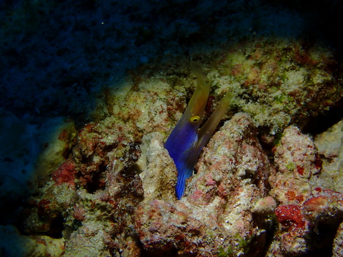 Ribbon Eel (Rhinomuraena quaesita)