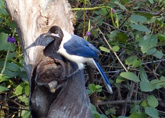 Cyanocorax mystacalis