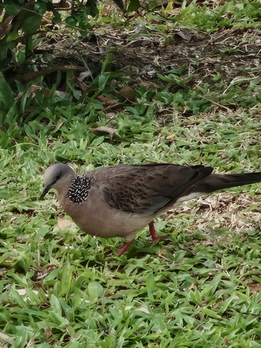 Spotted Dove