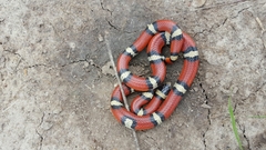 Lampropeltis gentilis