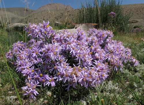 Altai aster (Galatella altaica)