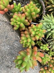 Sedum × rubrotinctum