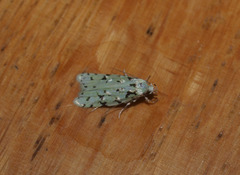 Izatha peroneanella