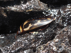 Platambus maculatus