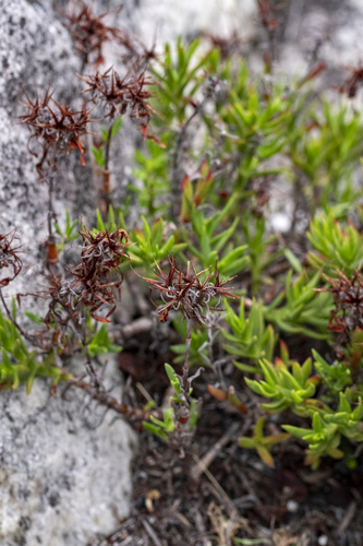 Larochea fascicularis (Lam.) Schult.