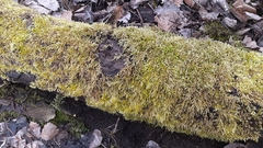 Brachythecium laetum