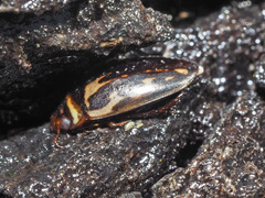 Platambus maculatus