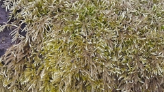 Brachythecium laetum