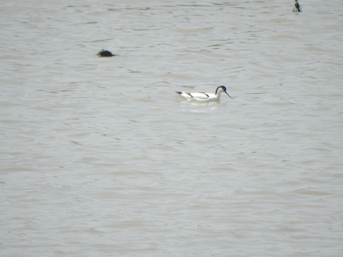 Pied Avocet