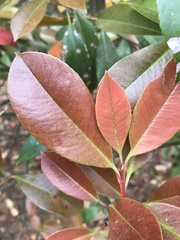 Photinia × fraseri
