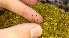 Brachythecium laetum