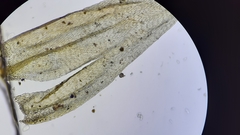 Brachythecium laetum