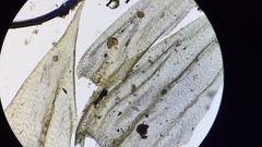 Brachythecium laetum