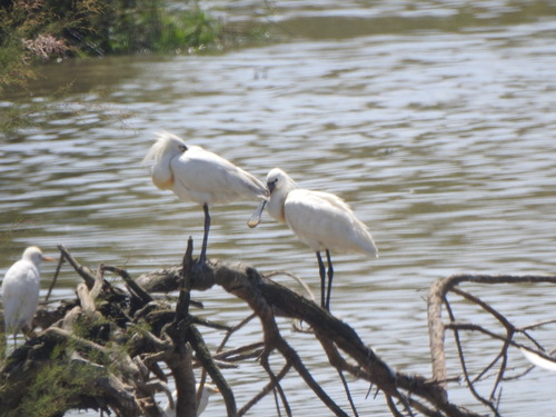 Eurasian Spoonbill
