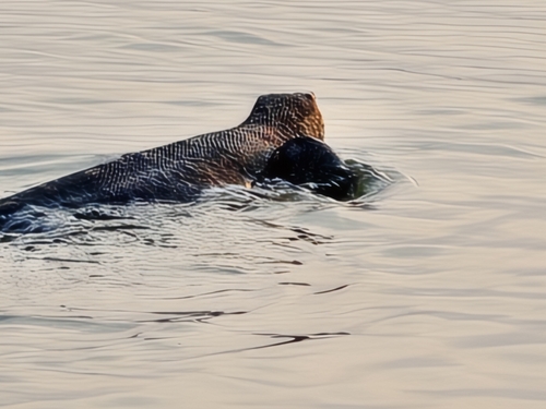 Common Water Monitor