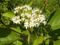 Cornus obliqua