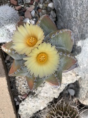 Astrophytum