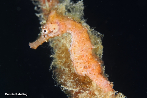 Hippocampus algiricus