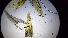 Brachythecium laetum