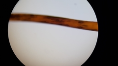 Brachythecium laetum