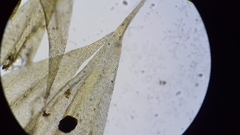 Brachythecium laetum