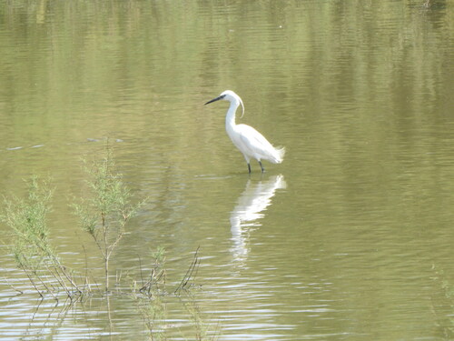 Little Egret