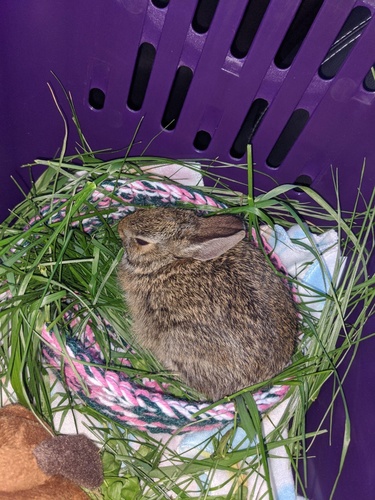 Eastern Cottontail photographed in Tennessee