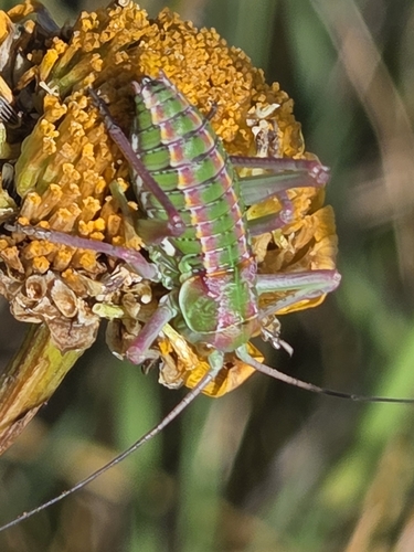 Martinez's Saddle Bush-cricket
