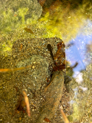 Fire Salamander