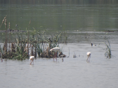 Greater Flamingo