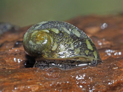 Theodoxus fluviatilis